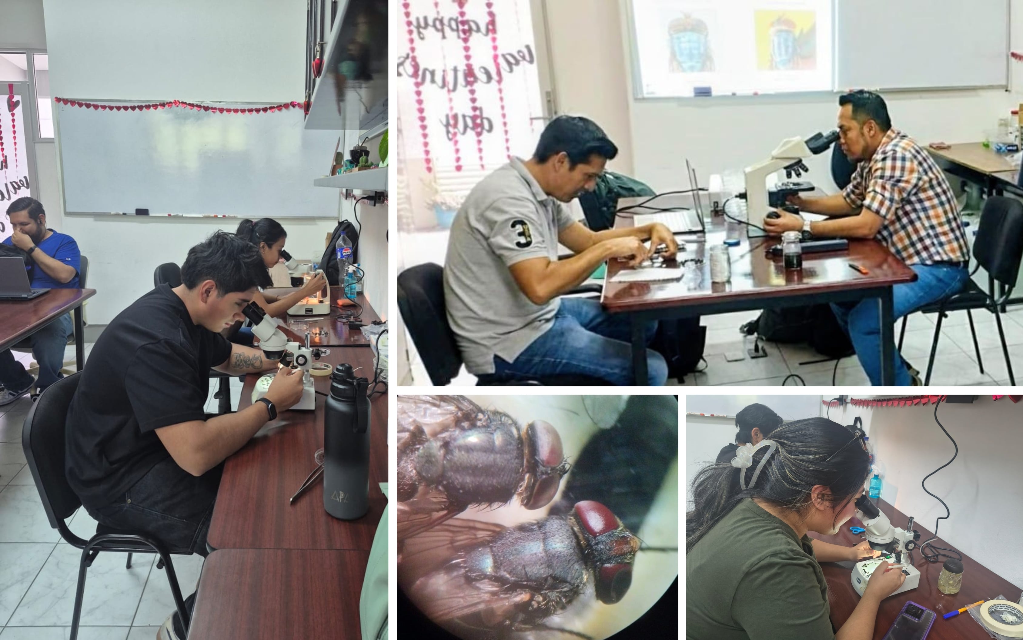 LA LICENCIATURA EN BIOLOGÍA DE LA UAGRO ENCABEZA INVESTIGACIÓN PARA EL CONTROL BIOLÓGICO DEL GUSANO BARRENADOR  